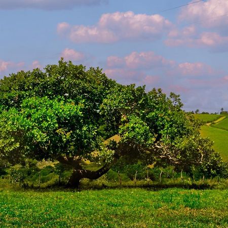 Fazenda Hotel Serra Da Copioba Santo Antônio de Jesus Eksteriør bilde
